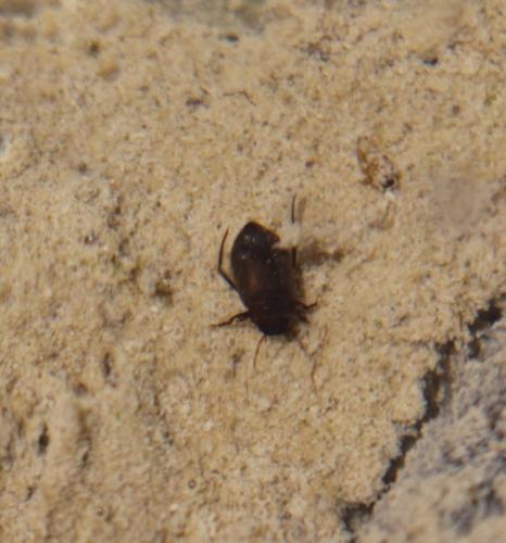 Réf. 230 301 : Deronectes fairmairei